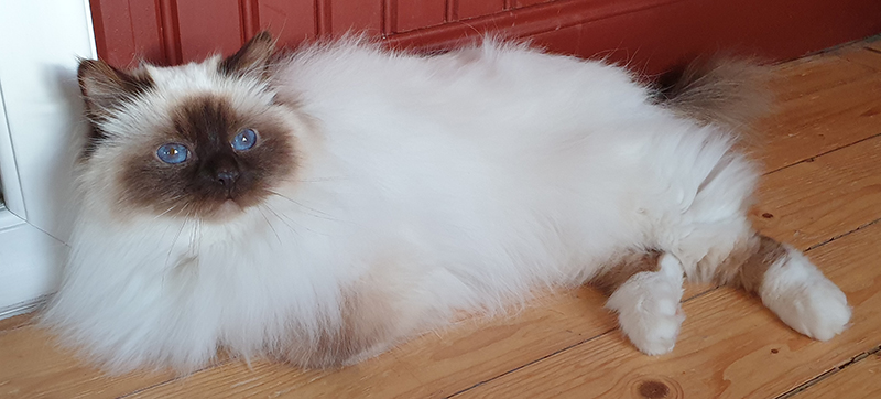 S*Källtäppans Gemini Ginnie