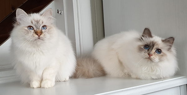 S*Källtäppans Gemini Ginnie