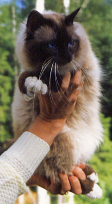 CH Juveniles Emir, SBI n