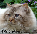 EC NL*Baggio Dos Gatos Encantados