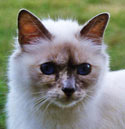 Vinsbobäckens Lady Lizzy Turbo, SBI g
