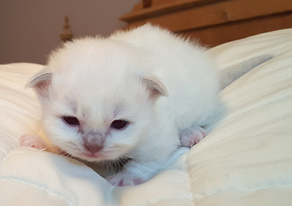 S*Källtäppans Gemini Ginnie