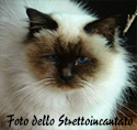That's Amore dello Strettoincantato 