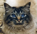 IC Vinsbobäckens Tabby Tiburtius, SBI n 21