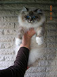 CH Von Frey's Tabby Tiger